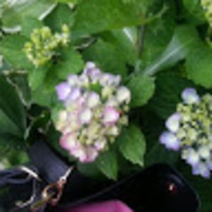 Meet your Posher, Cheryl